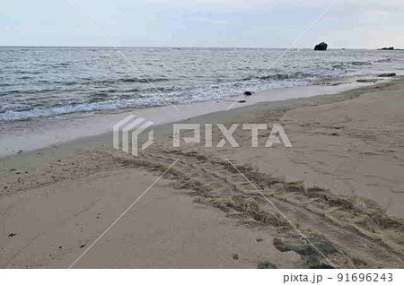 アオウミガメ 上陸跡（奄美大島名瀬大浜） 91696243