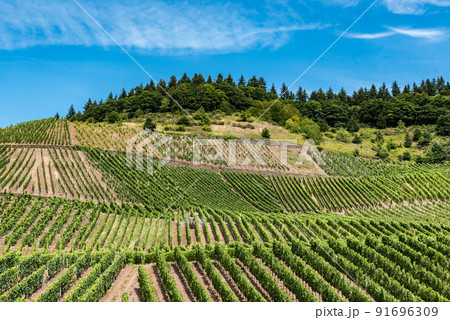 Vineyard and blue sky at the German Countryside Vineyard and blue sky at the German Countryside 91696309