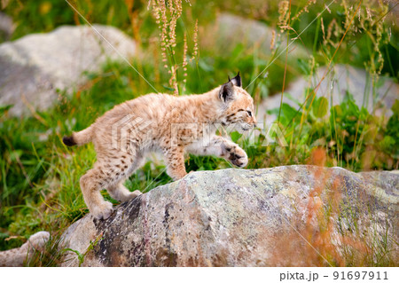 Lynx Cub Exploring the World and Walking On Rock In Forest 91697911