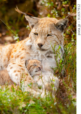 Caring lynx mother and her cute young cub in the grass 91697912