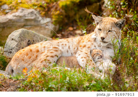 Caring lynx mother and her cute young cub in the grass 91697913