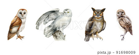 Various owls watercolor set. Hand drawn barn owl, snowy, burrowing, great horned owl on white background. Forest wildlife avians 91698009