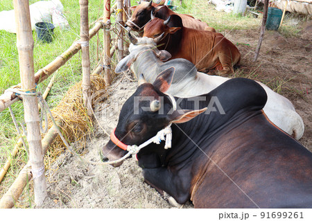 cow stock on Bazaar for sell eid ul adha cow stock on Bazaar for sell eid ul adha 91699261