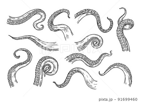 Octopus tentacles engraving. Hand drawn tentacle of underwater squid animal, sketch kraken or Cthulhu arms with sucker rings 91699460