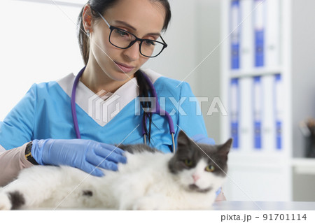 Veterinary care for cute a cat closeup Veterinary care for cute a cat closeup 91701114