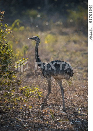 Greater Rhea, Rhea americana, Pantanal,Brazil 91701646