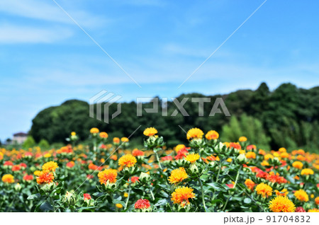 べに花畑 紅花 埼玉県 桶川市 べに花畑 紅花 埼玉県 桶川市 91704832