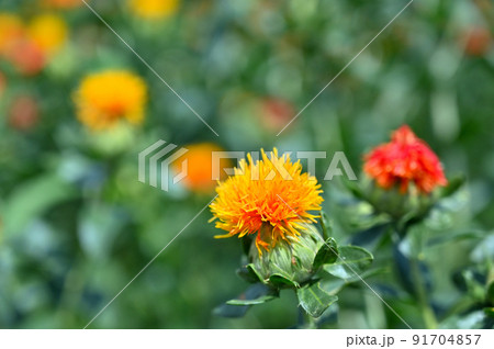 べに花のアップ　紅花　埼玉県　桶川市 91704857