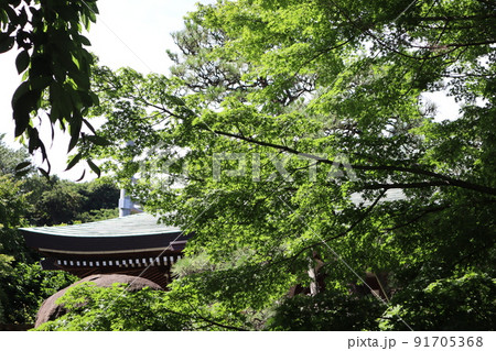 樹源寺(横浜市保土ケ谷区保土ケ谷町) 樹源寺(横浜市保土ケ谷区保土ケ谷町) 91705368