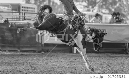Cowboy On Bucking Bronc In Rodeo Cowboy On Bucking Bronc In Rodeo 91705381