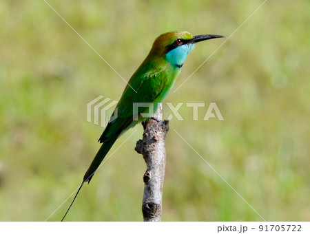 野鳥天国スリランカで希少種のミドリハチクイに出会う 91705722