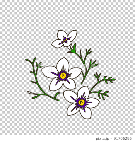 ニーレンベルギア 91706296