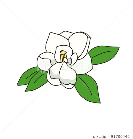 タイサンボク タイサンボク 91706446