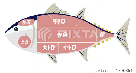 マグロ部位 マグロ部位 91706864