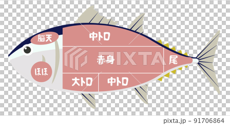 金槍魚部分 金槍魚部分 91706864