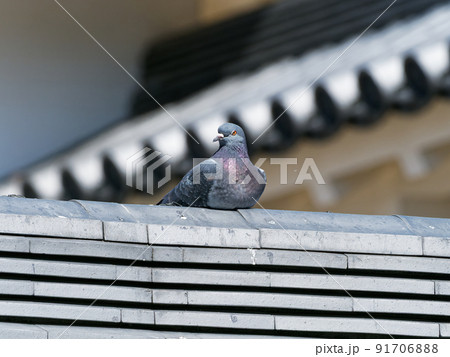 鳩 鳩 91706888