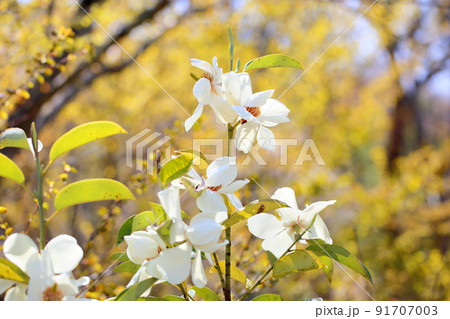 ミヤマガンショウの花　白嶺 91707003