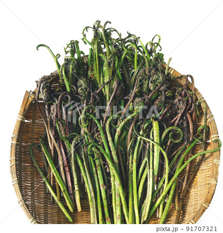 節目 節目のハーブ 山菜 91707321