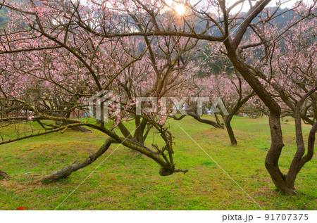 藤川天神の臥龍梅 91707375