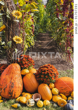 Halloween pumpkin and chrysanthemum flowers, fall decoration. Entrance labyrinth at fest 91707391