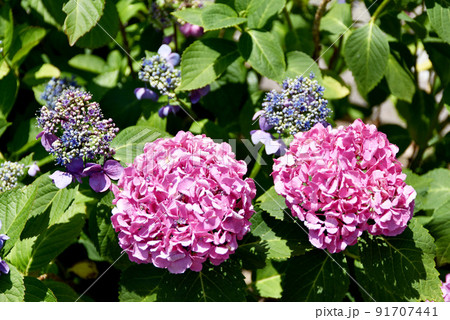 紫陽花 紫陽花 91707441
