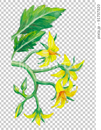 櫻桃番茄花的水彩插圖 櫻桃番茄花的水彩插圖 91707820