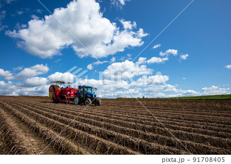 北海道の広大なジャガイモ畑で収穫 91708405