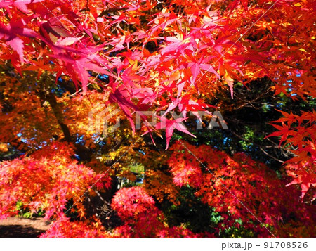 色とりどりの木々19 91708526