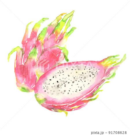 水彩で描いたドラゴンフルーツのイラストのイラスト素材 [91708628