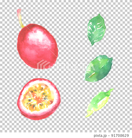用水彩畫的百香果的插圖 91708629