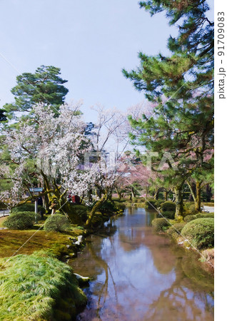 春の兼六園 春の兼六園 91709083
