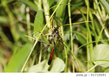 コンボウアメバチ コンボウアメバチ 91710091