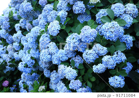 あじさい6894 91711084