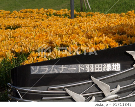 ソラムナード羽田緑地の百合の花壇 ソラムナード羽田緑地の百合の花壇 91711845