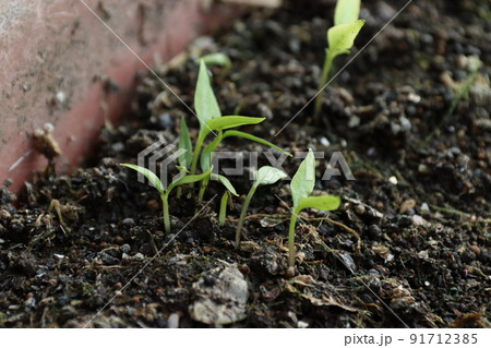 唐辛子の発芽(家庭菜園) 唐辛子の発芽(家庭菜園) 91712385