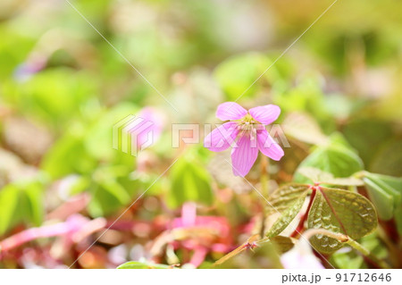 ベニバナミヤマカタバミの花 ベニバナミヤマカタバミの花 91712646