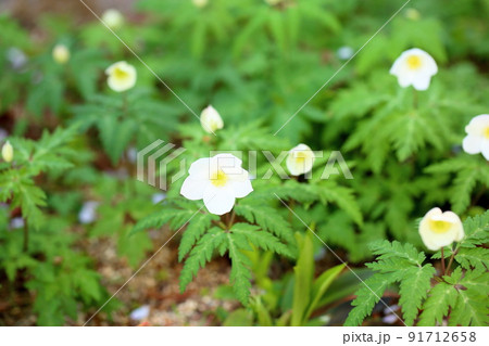 イチリンソウの花 イチリンソウの花 91712658