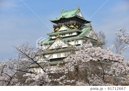 日本の大阪府　春の大阪城公園　満開の桜と青空と立派な天守閣 91712667
