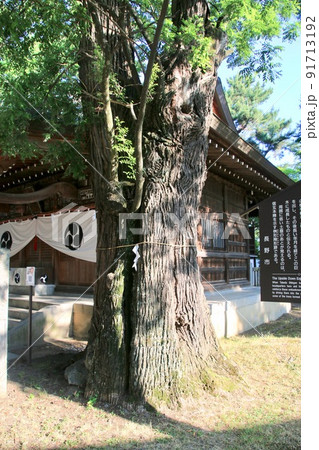 川中島古戦場跡・逆さ槐（長野県・長野市） 91713192