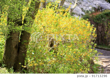 レンギョウの花 レンギョウの花 91713296