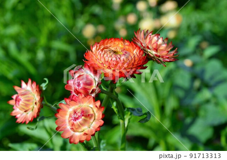 美しい光沢　ムギワラギク（ヘリクリサム） 91713313