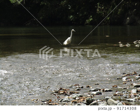 五十鈴川 91714308