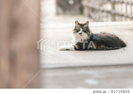 住宅街で暮らす野良猫 住宅街で暮らす野良猫 91714826