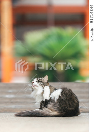 住宅街で暮らす野良猫 91714844