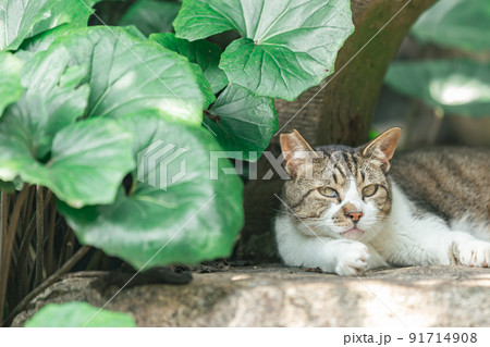 住宅街で暮らす野良猫 住宅街で暮らす野良猫 91714908