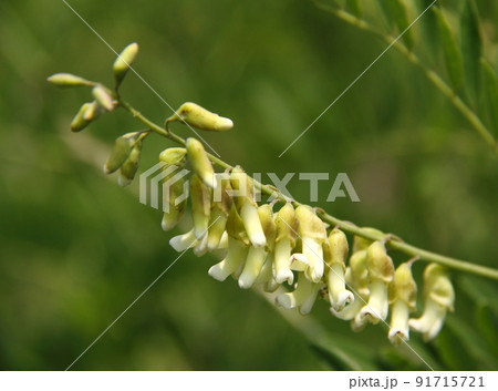 クララ クララ 91715721