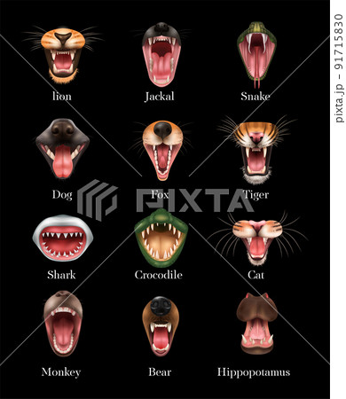 Animal Mouth Set 91715830