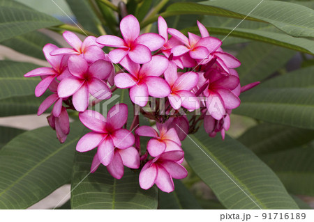 A bouquet of frangipani is blooming on the tree. A bouquet of frangipani is blooming on the tree. 91716189