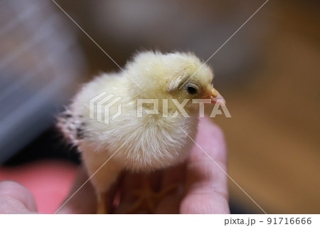 手のひらに乗っているセラマ種のメスヒヨコ 手のひらに乗っているセラマ種のメスヒヨコ 91716666