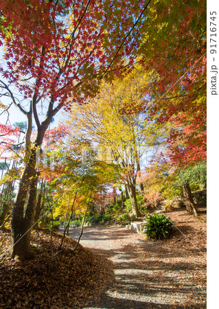 環境芸術の森の紅葉(佐賀県唐津市) 環境芸術の森の紅葉(佐賀県唐津市) 91716745